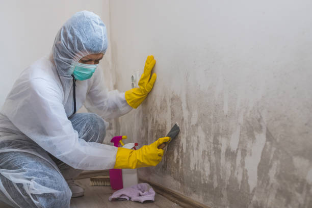 Best Black Mold Removal  in Westchester, IL